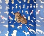 Puppy Cutie Yorkshire Terrier