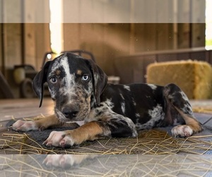 Catahoula Leopard Dog Puppy for sale in CUMBY, TX, USA
