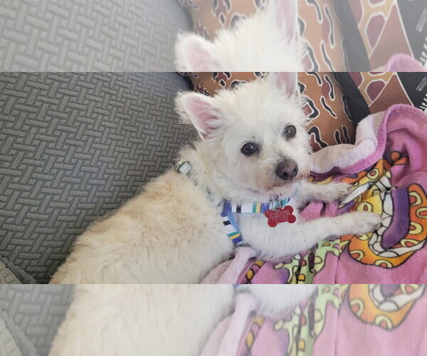 Medium Photo #3 Poodle (Miniature)-Unknown Mix Puppy For Sale in San Diego, CA, USA