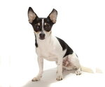 Small #1 Chihuahua Mix