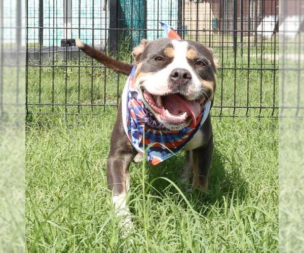 Medium Photo #1 American Staffordshire Terrier-Unknown Mix Puppy For Sale in San Antonio, TX, USA