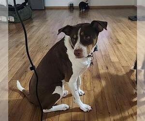 Mutt Dogs for adoption in San Antonio, TX, USA