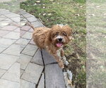Chewie - Male Poodle (Miniature)-Unknown Mix Dog for Adoption - Small photo