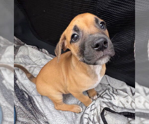 Medium Photo #6 Labrador Retriever-Unknown Mix Puppy For Sale in Tarrytown, GA, USA