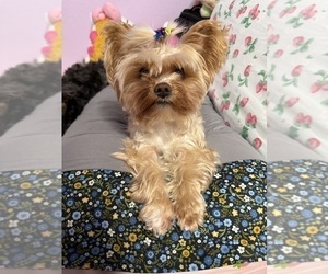 Mother of the Yorkshire Terrier puppies born on 02/11/2026