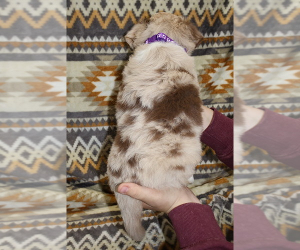 Medium Photo #29 Miniature Australian Shepherd Puppy For Sale in ADAIR VILLAGE, OR, USA