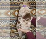 Small Photo #29 Miniature Australian Shepherd Puppy For Sale in ADAIR VILLAGE, OR, USA