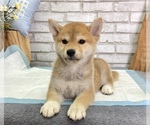 Small #4 Shiba Inu