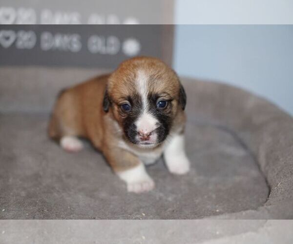 Medium Photo #1 Welsh Cardigan Corgi Puppy For Sale in SUN PRAIRIE, WI, USA