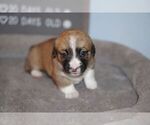 Small Photo #1 Welsh Cardigan Corgi Puppy For Sale in SUN PRAIRIE, WI, USA