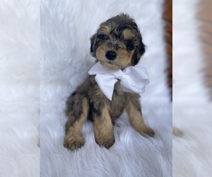 Goldendoodle-Poodle (Toy) Mix Puppy for sale in BEECH GROVE, IN, USA