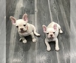 Small #5 French Bulldog