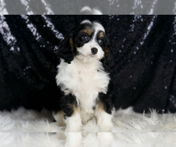 Medium Photo #8 Cavapoo Puppy For Sale in WARSAW, IN, USA