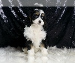 Small #7 Cavapoo