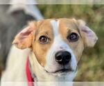 Small #1 Beagle
