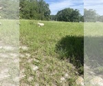 Small #12 German Shepherd Dog