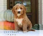 Small #1 Goldendoodle (Miniature)