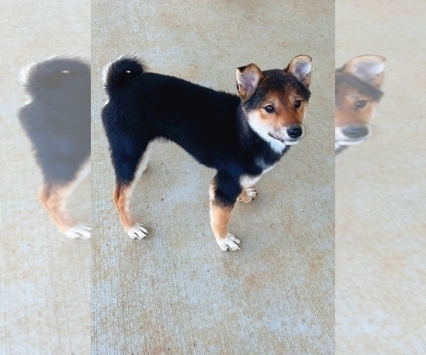 Medium Photo #1 Shiba Inu Puppy For Sale in RIVERSIDE, CA, USA