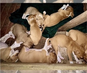 American Bulldog-Masti-Bull Mix Puppy for sale in BROOKSVILLE, FL, USA