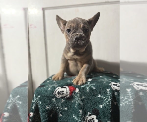 Medium Photo #2 French Bulldog Puppy For Sale in RIVERSIDE, NJ, USA