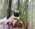 Small #1 Pug
