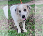 Small #3 Great Pyrenees