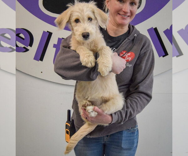 Medium Photo #5 Mutt Puppy For Sale in Huntley, IL, USA