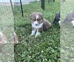 Puppy Theo Miniature Australian Shepherd