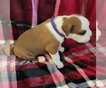 Small Photo #2 Boxer Puppy For Sale in LAUREL, DE, USA