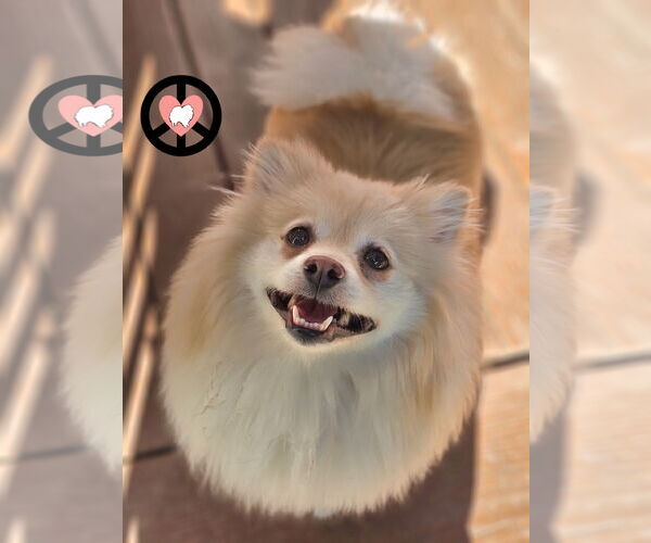 Medium Photo #2 Pomeranian Puppy For Sale in Lebanon, PA, USA