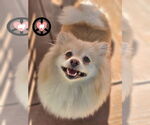 Small #1 Pomeranian