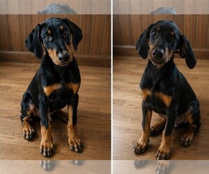Doberman Pinscher Puppy for sale in KELLYTON, AL, USA