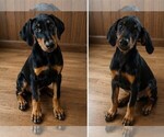 Small Doberman Pinscher