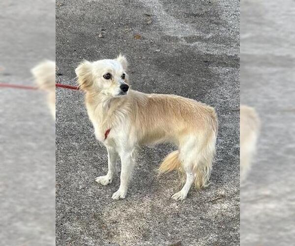 Medium Photo #1 Chihuahua Puppy For Sale in Houston, TX, USA