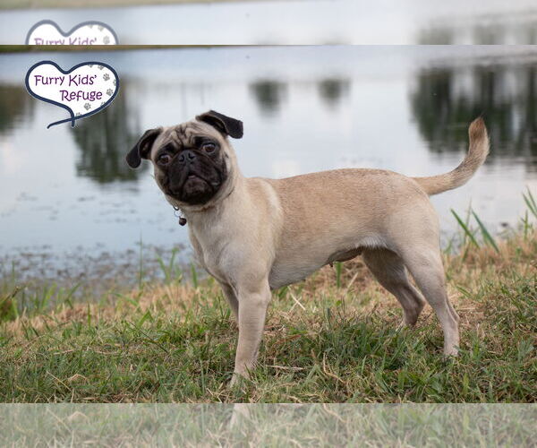 Medium Photo #3 Pug Puppy For Sale in Lee's Summit, MO, USA