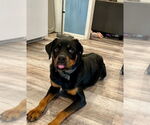 Small #2 Rottweiler Mix