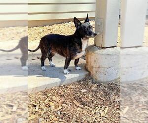 Chihuahua Dogs for adoption in South Lake Tahoe, CA, USA