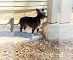 Small Chihuahua