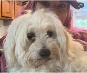Maltipoo (Miniature) Dogs for adoption in Bellevue, WA, USA