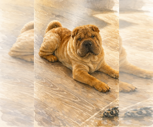 Mother of the Chinese Shar-Pei puppies born on 04/18/2026