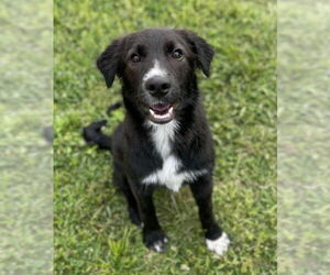 Border Collie-Unknown Mix Dogs for adoption in Columbus, IN, USA