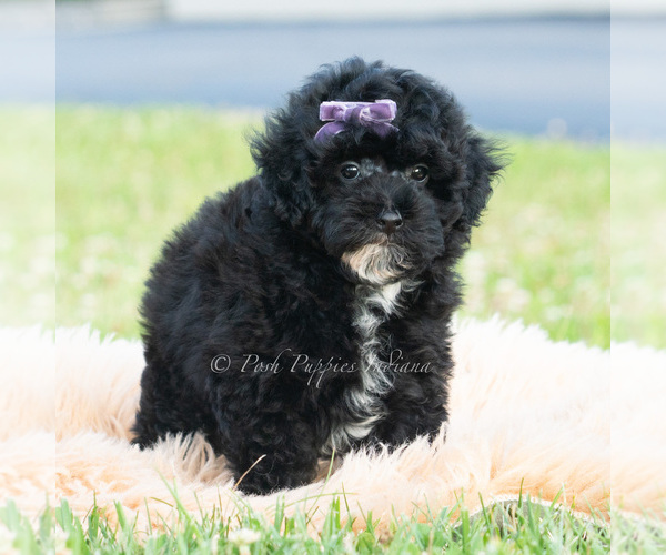 Medium Photo #7 Poodle (Miniature) Puppy For Sale in WARSAW, IN, USA