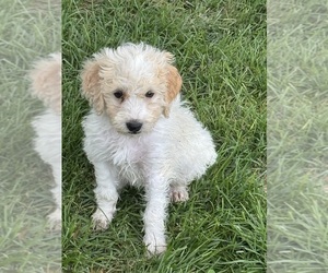 Miniature Bernedoodle Puppy for sale in LONGMONT, CO, USA