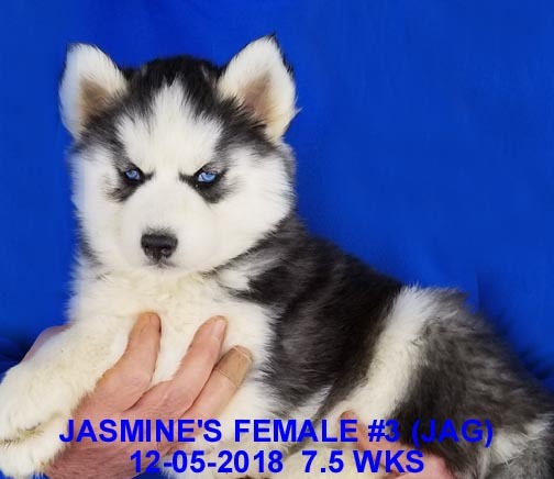 Medium Photo #16 Siberian Husky Puppy For Sale in MANILLA, IA, USA