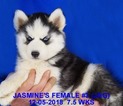 Small Photo #16 Siberian Husky Puppy For Sale in MANILLA, IA, USA