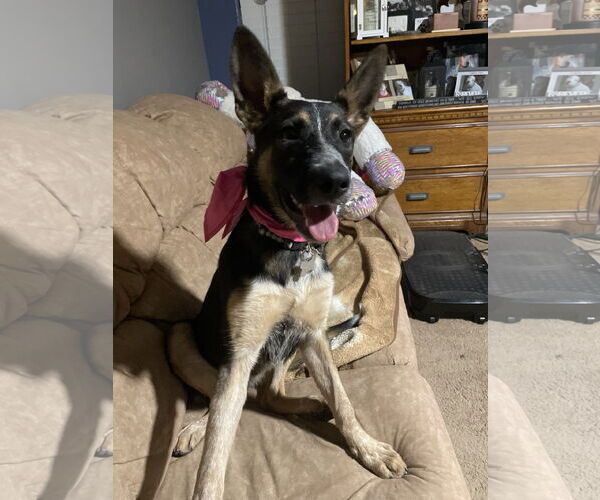Medium Photo #4 German Shepherd Dog-Unknown Mix Puppy For Sale in Chandler, AZ, USA