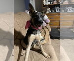 Small #3 German Shepherd Dog Mix