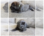 Small Photo #9 Mastiff Puppy For Sale in RUCKERSVILLE, VA, USA