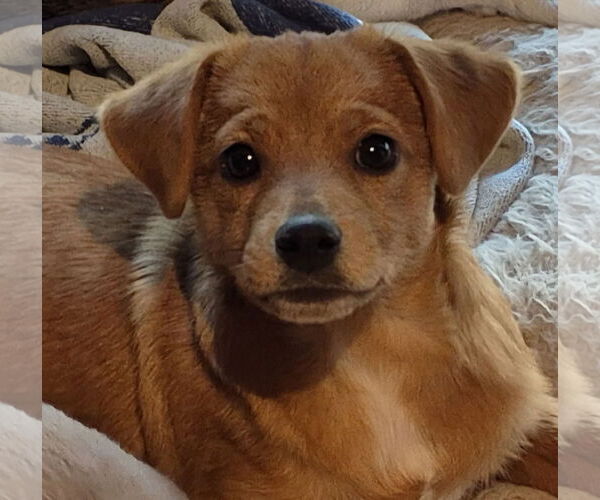 Medium Photo #2 Retriever -Unknown Mix Puppy For Sale in Lee's Summit, MO, USA