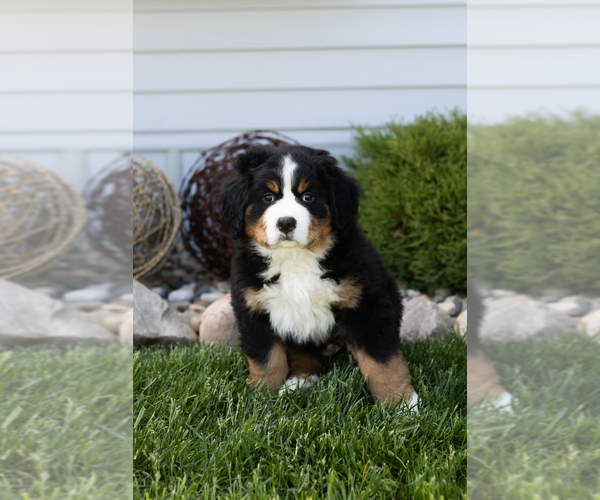 Medium Photo #2 Bernese Mountain Dog Puppy For Sale in TOPEKA, IN, USA